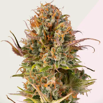 Semeno Kera Seeds - Empire Of The Sun 5 ks