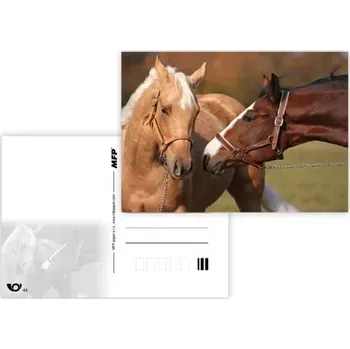 MFP paper s.r.o. Pohlednice - zvířata mix kůň 5