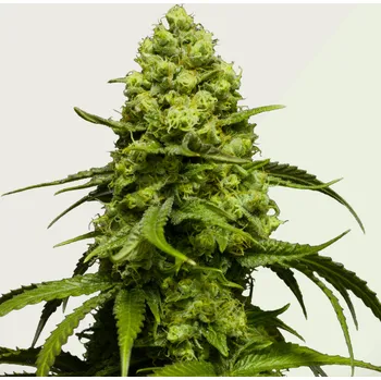 Semeno Kera Seeds - Dutch Power Auto 3 ks