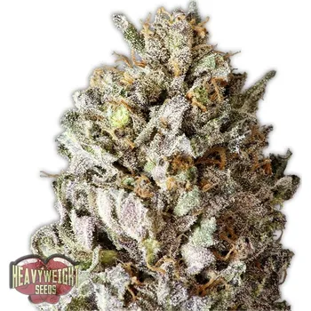Semeno Heavyweight Seeds - Diesel Drift 3 ks