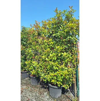 Sazenice Blýskavka Fraserova 'RED ROBIN' 180x90cm, ŠPALÍR