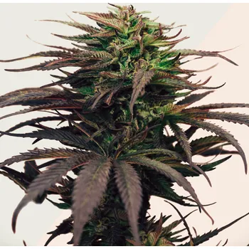 Semeno Kera Seeds - Girl Scout Cookies 3 ks
