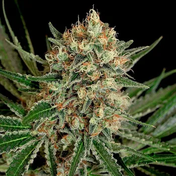 Semeno Genehtik - Txerri Bilbo Haze 1 ks