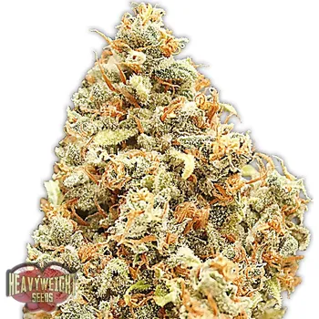 Semeno Heavyweight Seeds - Monster Profit 3 ks