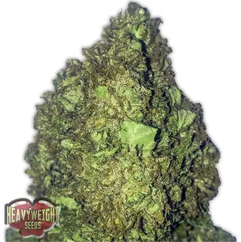 Semeno Heavyweight Seeds - Short & Sweet Auto 3 ks