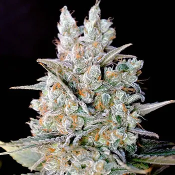 Semeno Genehtik - Kritikal Bilbo Auto 1 ks