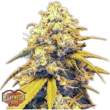 Semeno Heavyweight Seeds - Strawberry Cake Auto 3 ks