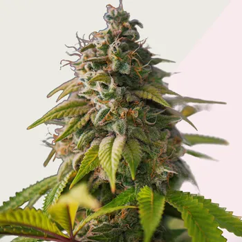 Semeno Kera Seeds - OG Kush 10 ks