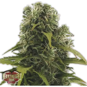 Semeno Heavyweight Seeds - High Density Auto 3 ks