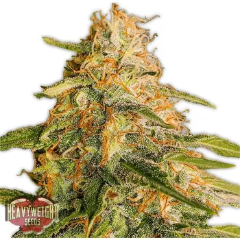 Semeno Heavyweight Seeds - Tropic Punch 5 ks