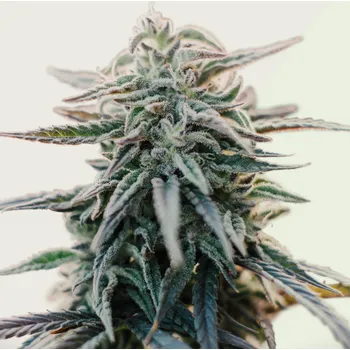 Semeno Kera Seeds - White Widow Auto 5 ks