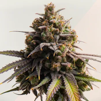 Semeno Kera Seeds - Gelato 3 ks