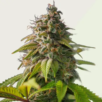 Semeno Kera Seeds - OG Kush Auto 3 ks