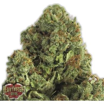 Semeno Heavyweight Seeds - Midnight Mass 3 ks