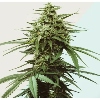 Semeno Kera Seeds - Medical Skunk CBD 3 ks