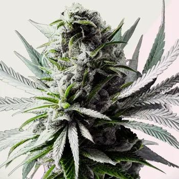 Semeno Kera Seeds - Super Silver Haze 1 ks