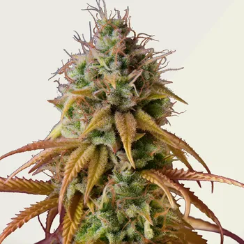 Semeno Kera Seeds - Zkittels Auto 3 ks