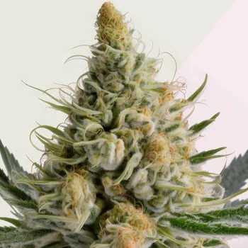 Semeno Kera Seeds - Bubblegum 3 ks