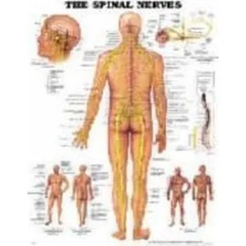 The Spinal Nerves Anatomical Chart