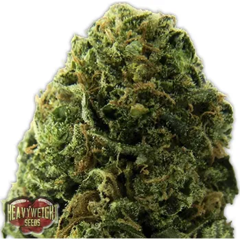 Semeno Heavyweight Seeds - Massive Midget Auto 3 ks