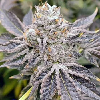 Semeno Genehtik - Euskal Zkittlez 1 ks