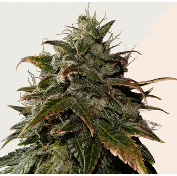 Semeno Kera Seeds - LA Widow 1 ks