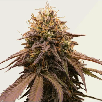 Semeno Kera Seeds - American Stafford Auto 5 ks