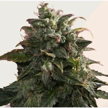 Semeno Kera Seeds - Pineapple Sativa 5 ks