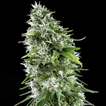 Semeno Genehtik - Kritikal Bilbo x AK-47 1 ks