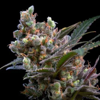 Semeno Genehtik - Kritikal Bilbo 1 ks