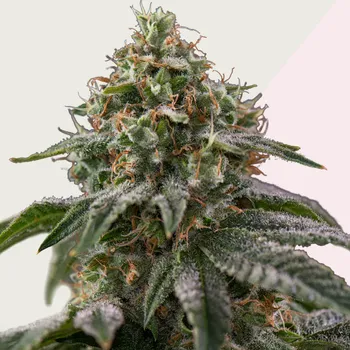 Semeno Kera Seeds - Royal Amnesia Gold 3 ks