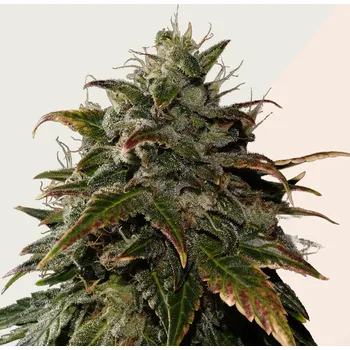 Semeno Kera Seeds - Burmese Kush 1 ks