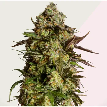 Semeno Kera Seeds - Amnesia Mac Ganja (AMG Haze) 1 ks