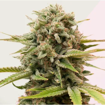 Semeno Kera Seeds - Sweet Seven Eleven 1 ks