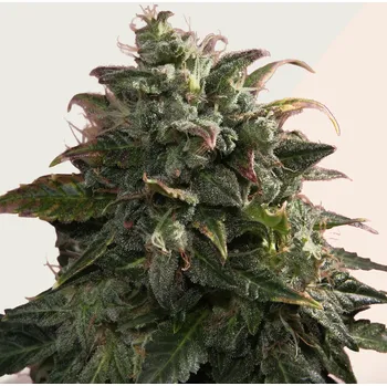 Semeno Kera Seeds - Venice Beach Afghan 1 ks