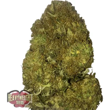 Semeno Heavyweight Seeds - Skunky Monkey Auto 3 ks