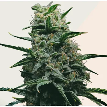 Semeno Kera Seeds - California Nuggets 1 ks
