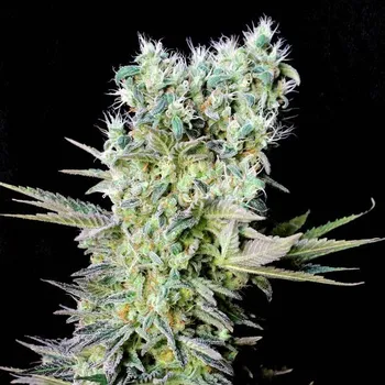 Semeno Genehtik - Northern Lights X 25 ks