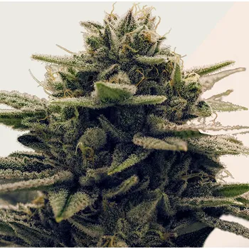 Semeno Kera Seeds - Gorilla Glue 1 ks