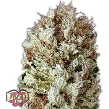 Semeno Heavyweight Seeds - Extreme Impact Auto 5 ks
