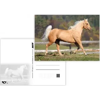 MFP paper s.r.o. Pohlednice - zvířata mix kůň 2