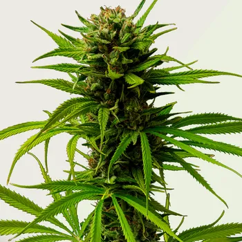 Semeno Kera Seeds - Keramatic Auto 10 ks