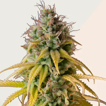 Semeno Kera Seeds - Zkittles 5 ks