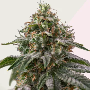 Semeno Kera Seeds - Greengo Bio Haze 3 ks