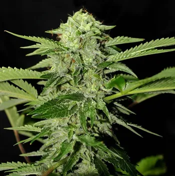 Semeno Genehtik - Txees Bilbo 1 ks