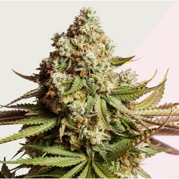 Semeno Kera Seeds - Premium NY Diesel 1 ks