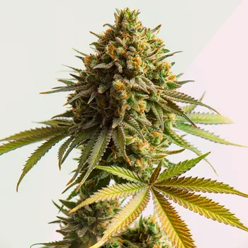 Semeno Kera Seeds - Jack Herer 3 ks