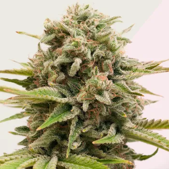 Semeno Kera Seeds - Top 44 1 ks