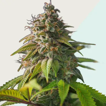 Semeno Kera Seeds - Medical OG Kush CBD 5 ks