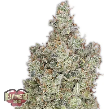 Semeno Heavyweight Seeds - Total Paralysis 3 ks